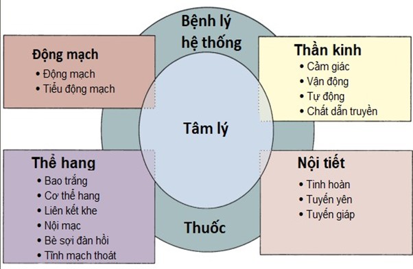 Rối loạn cương dương